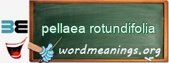 WordMeaning blackboard for pellaea rotundifolia